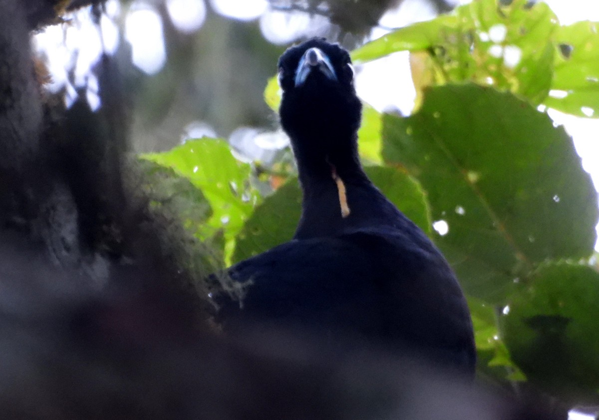 Küpeli Guan - ML637847058