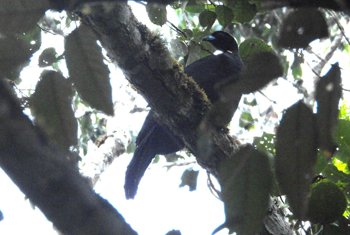 Küpeli Guan - ML637847060