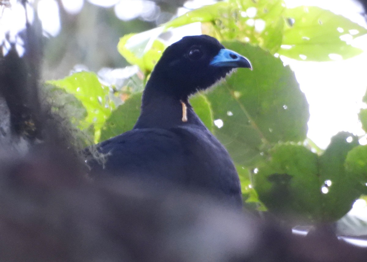 Küpeli Guan - ML637847061