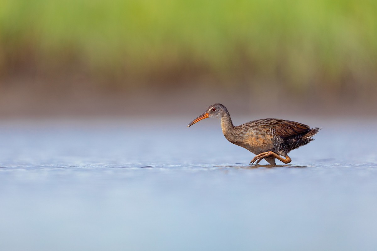 Clapper Rail - ML637847062