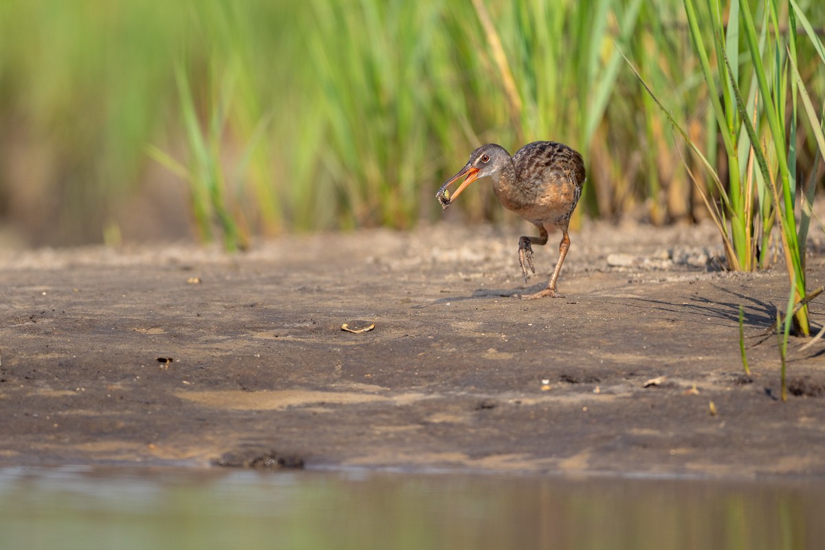 Clapper Rail - ML637847064