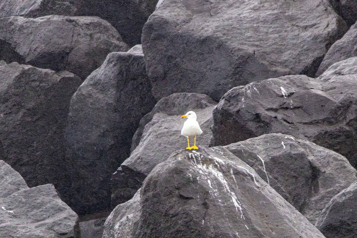 小黑背鷗 - ML637847081