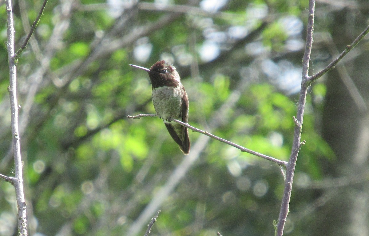 Anna's Hummingbird - ML637847088