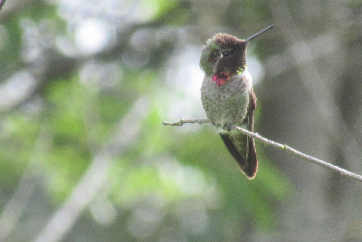 Anna's Hummingbird - ML637847089