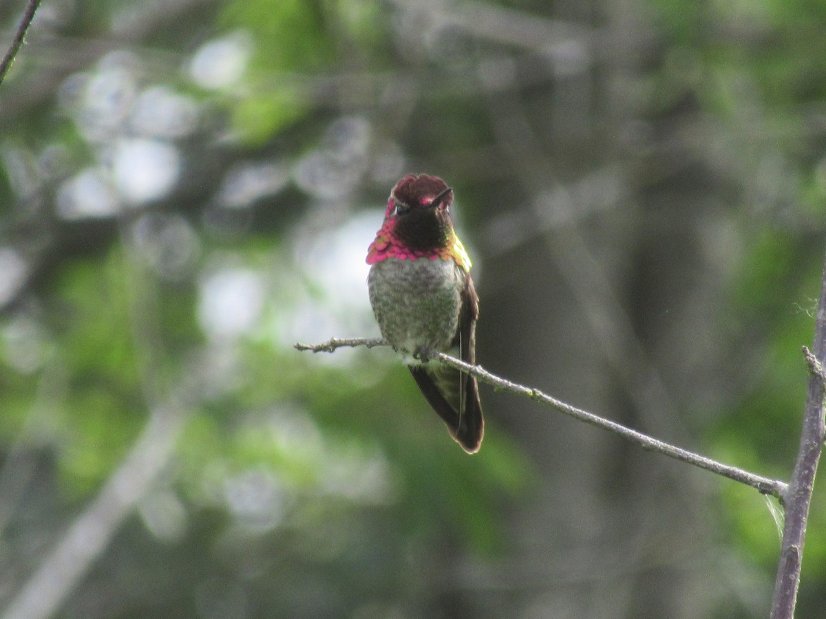 Anna's Hummingbird - ML637847090