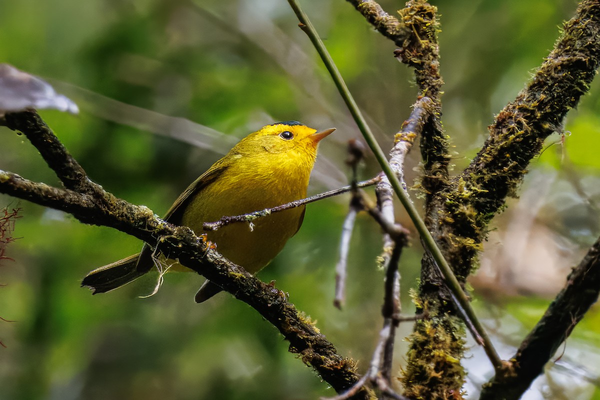 Wilson's Warbler - ML637847097