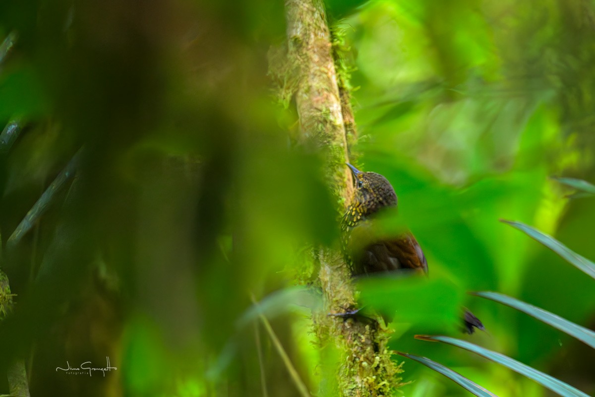 Spotted Barbtail - ML637847135