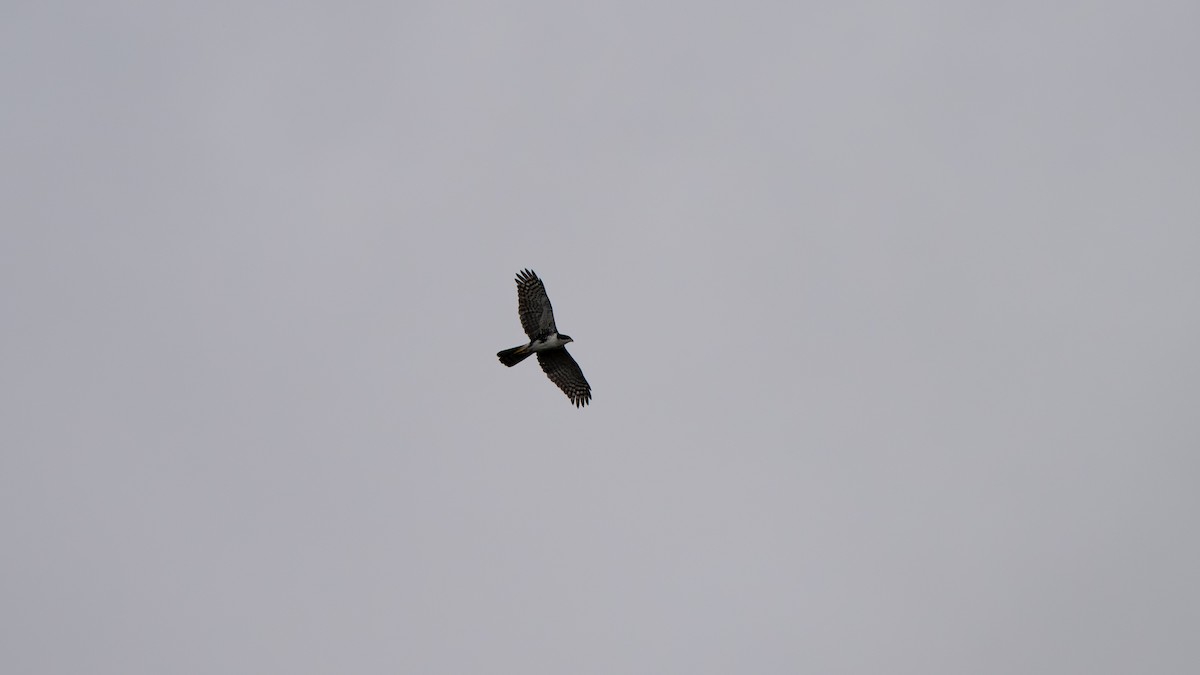 Black Goshawk - ML637847161