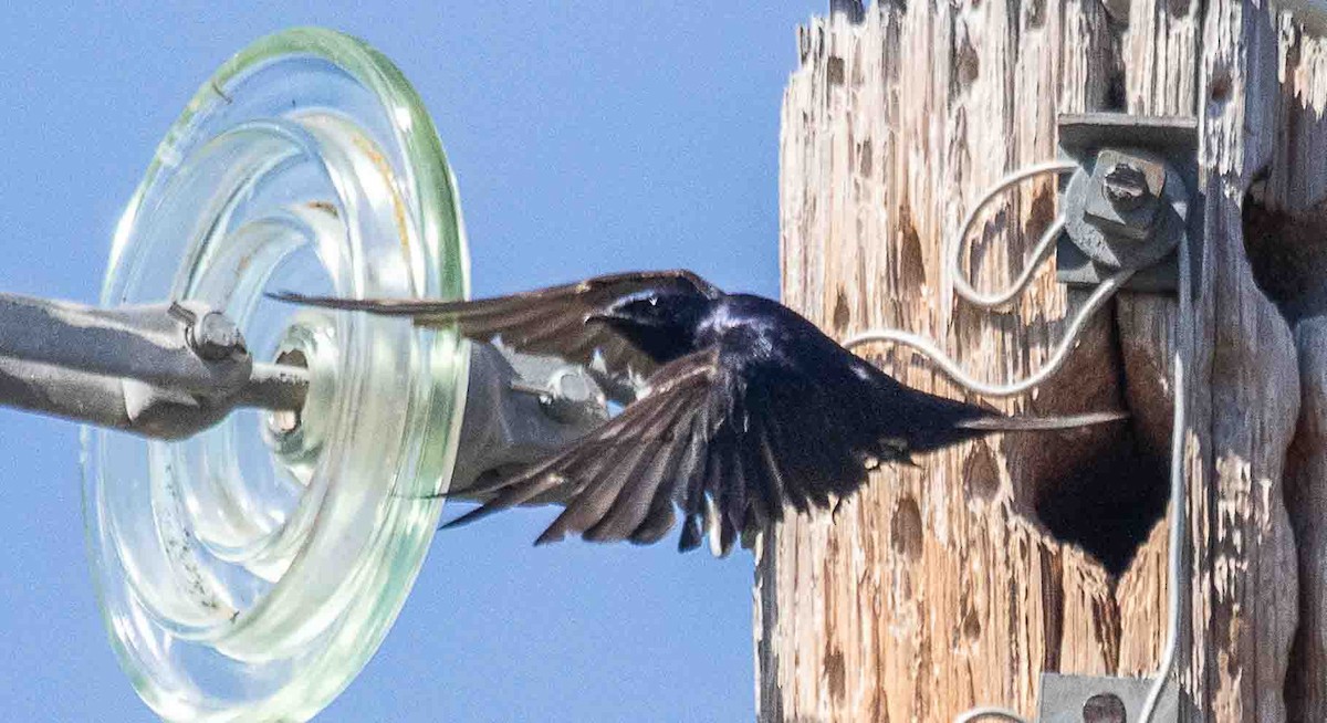 Purple Martin - ML637847177