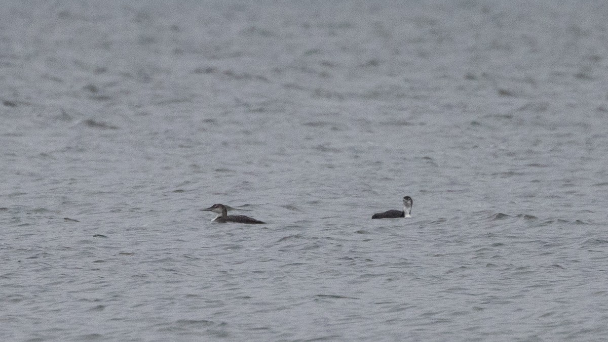 Common Loon - ML637847179