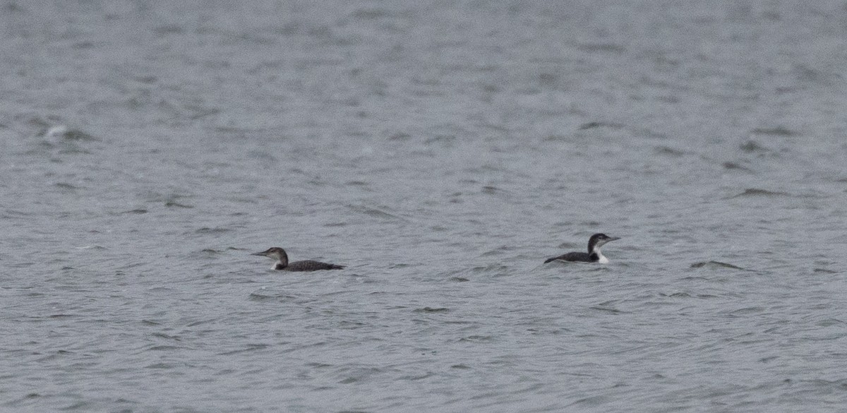 Common Loon - ML637847180