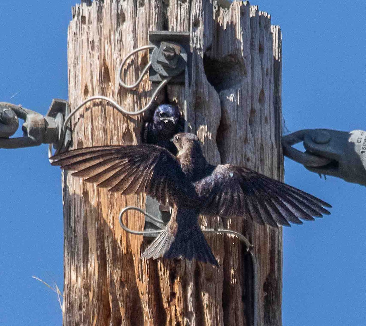 Purple Martin - ML637847181
