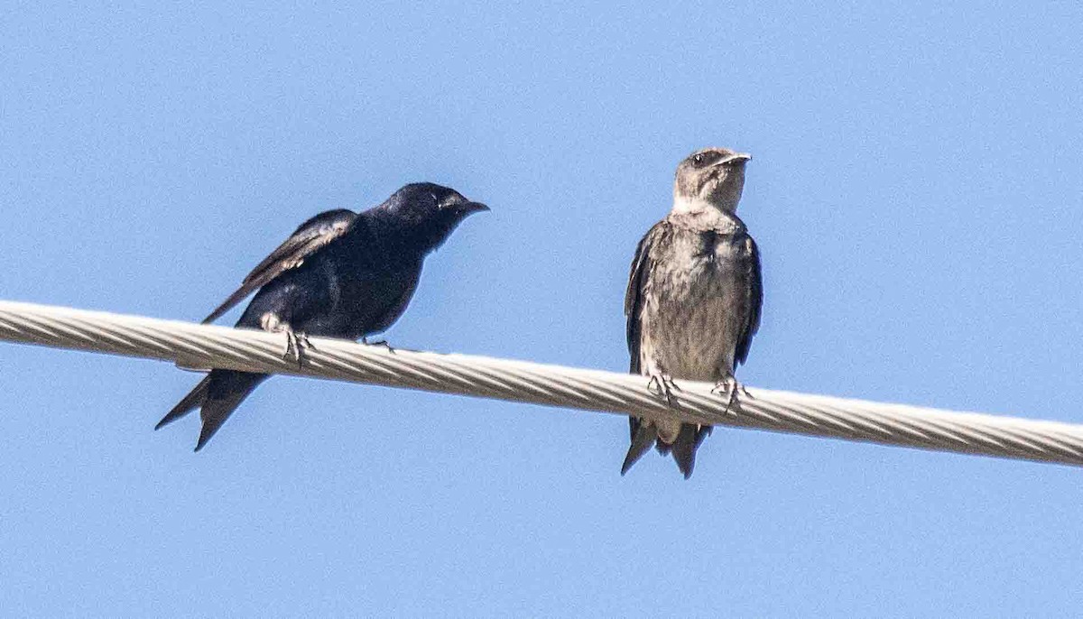 Purple Martin - ML637847182