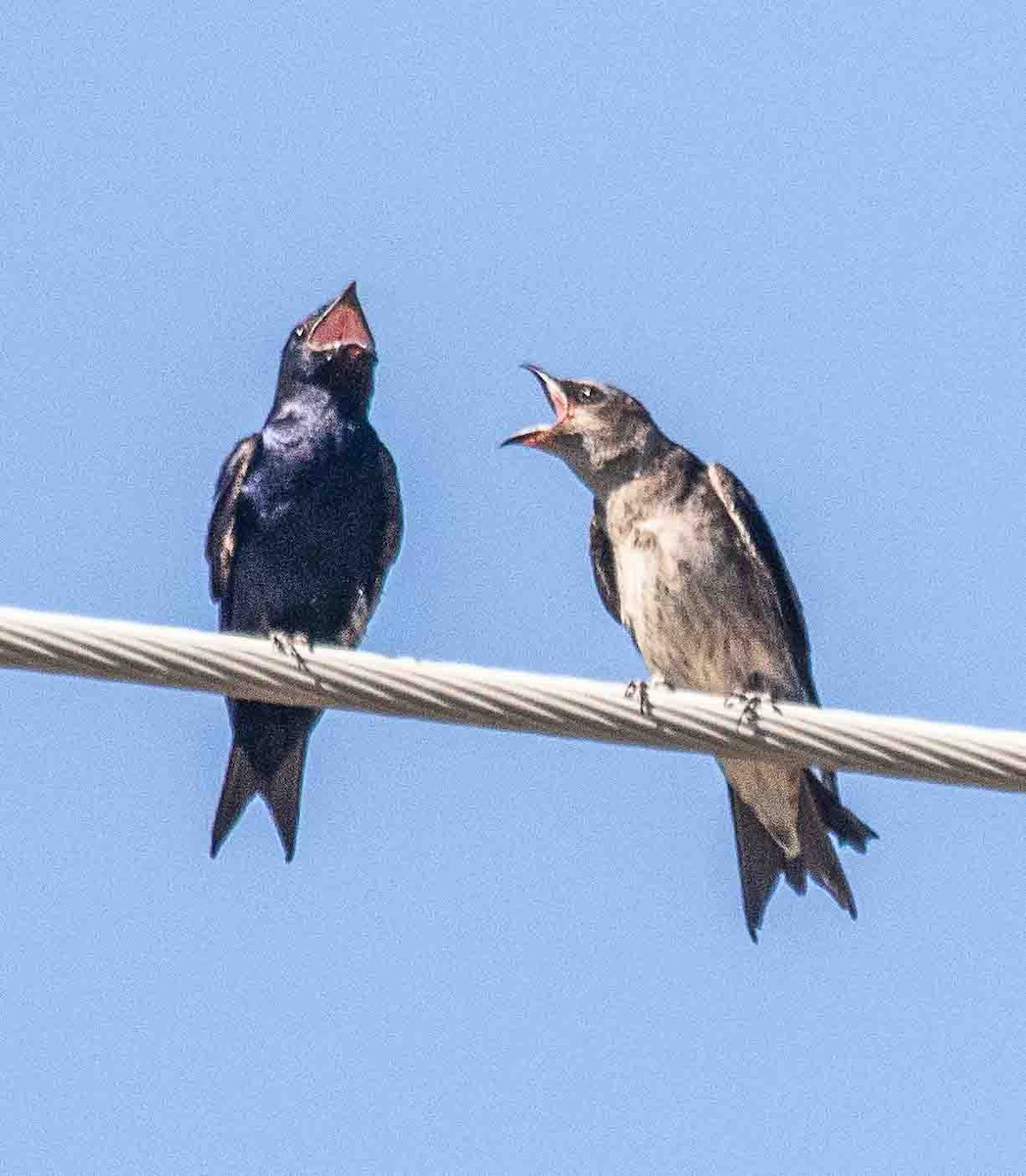 Purple Martin - ML637847185