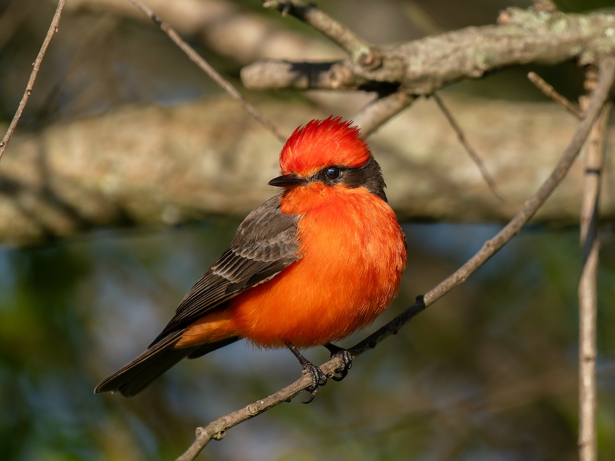 Vermilion Flycatcher - ML637847187