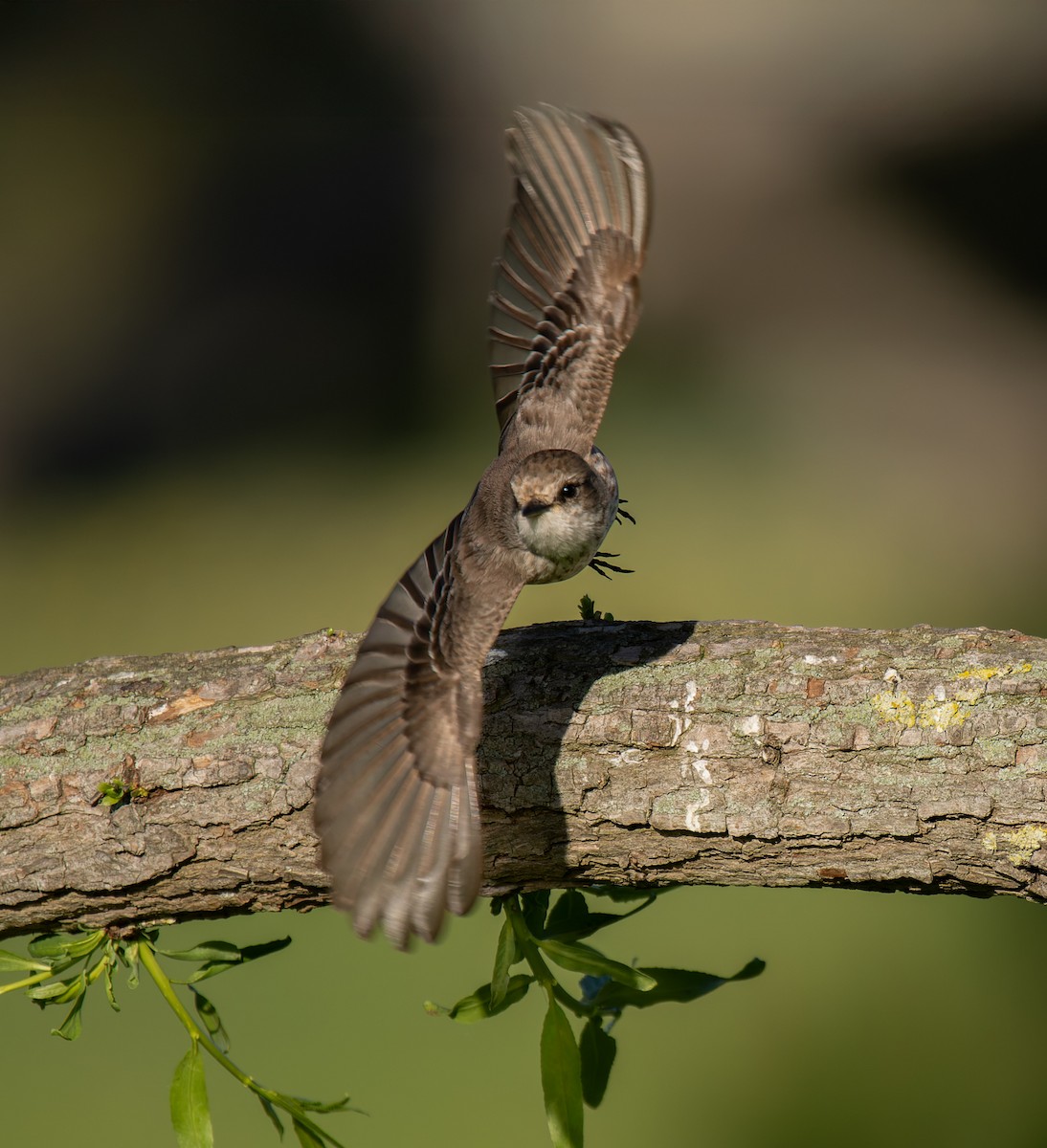 Vermilion Flycatcher - ML637847188