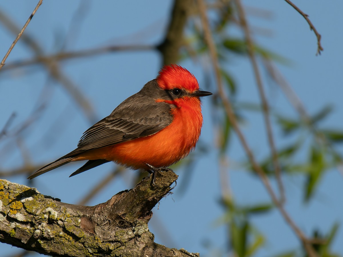 Vermilion Flycatcher - ML637847189