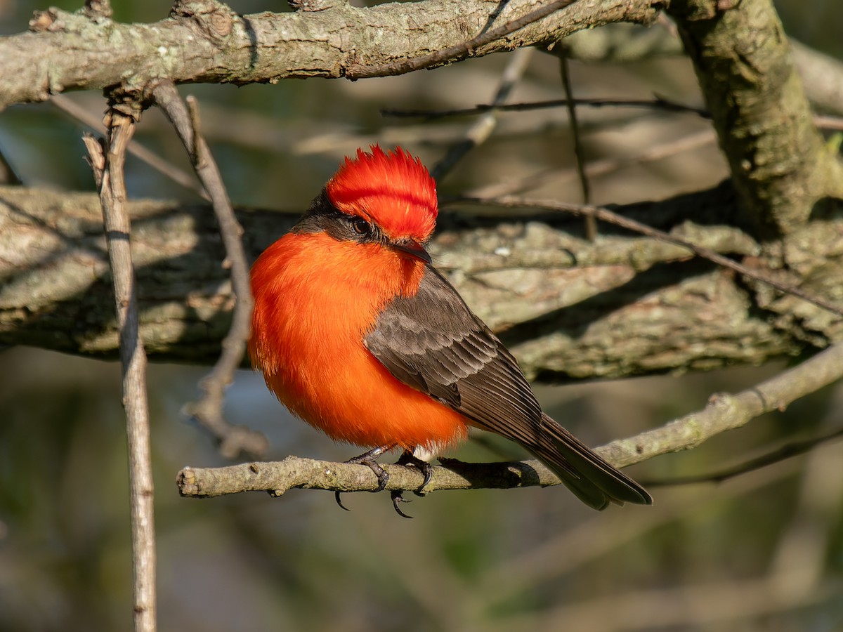 Vermilion Flycatcher - ML637847190