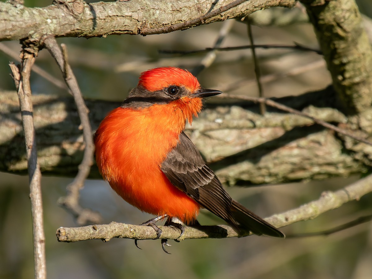 Vermilion Flycatcher - ML637847191