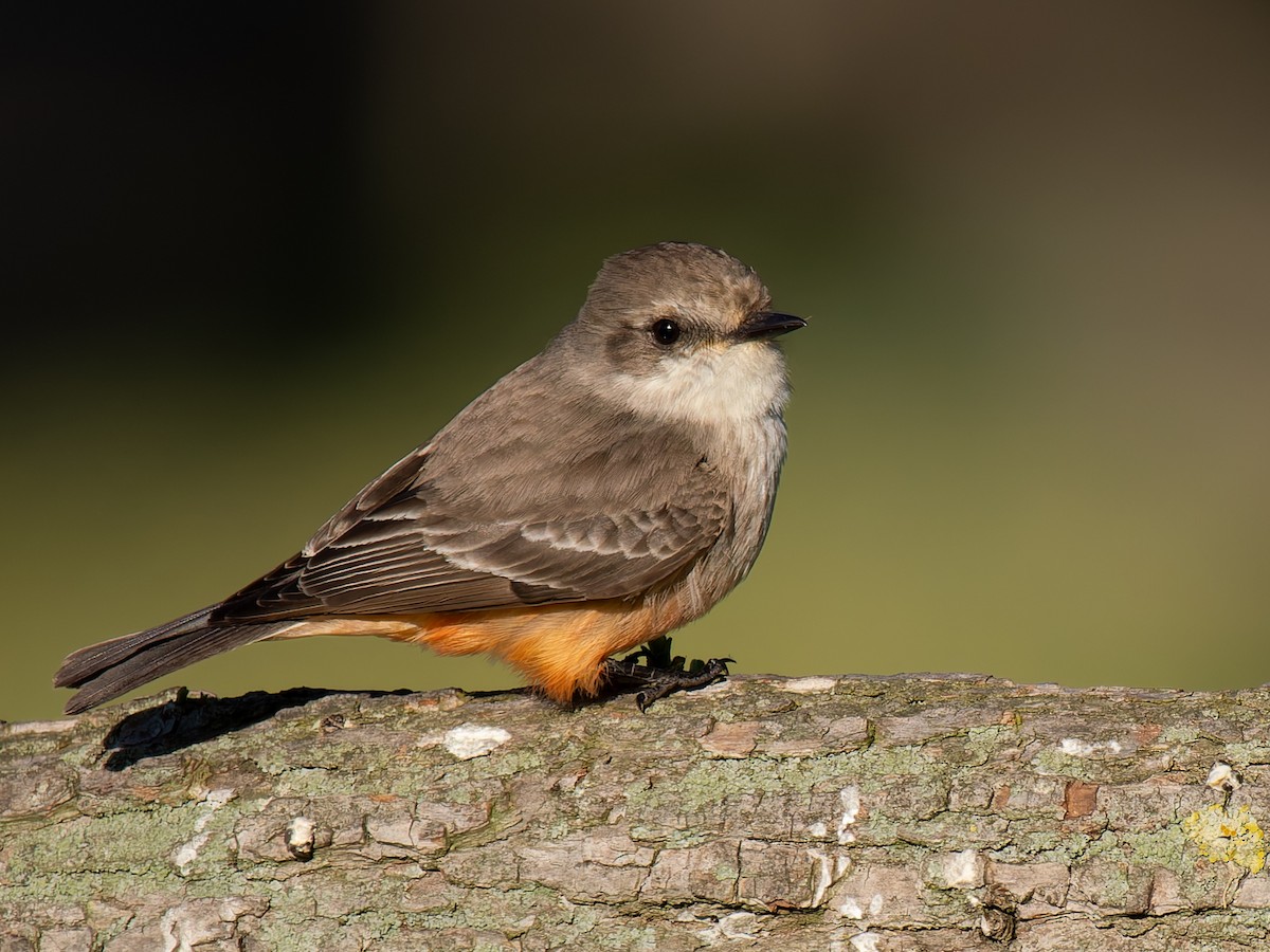 Vermilion Flycatcher - ML637847192