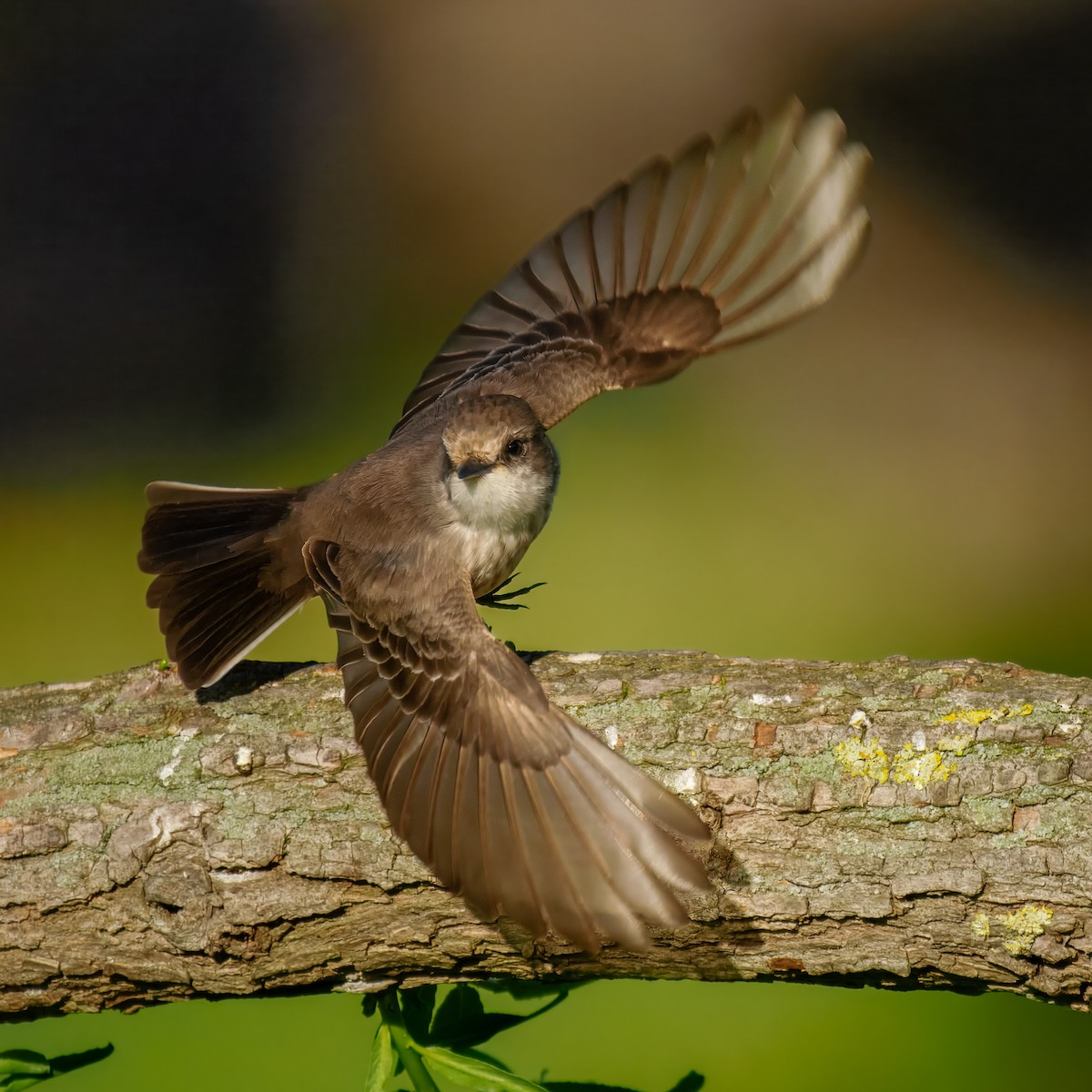 Vermilion Flycatcher - ML637847193