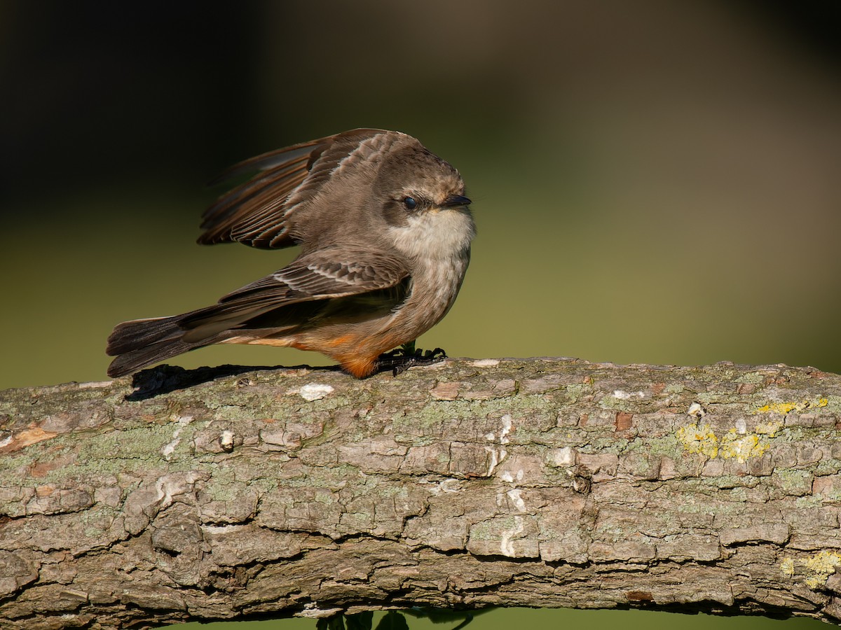 Vermilion Flycatcher - ML637847194