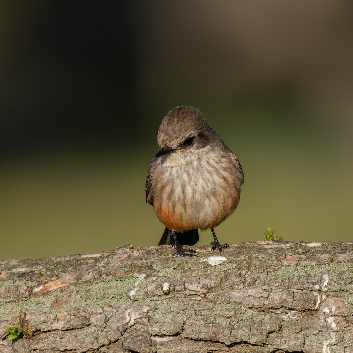 Vermilion Flycatcher - ML637847196