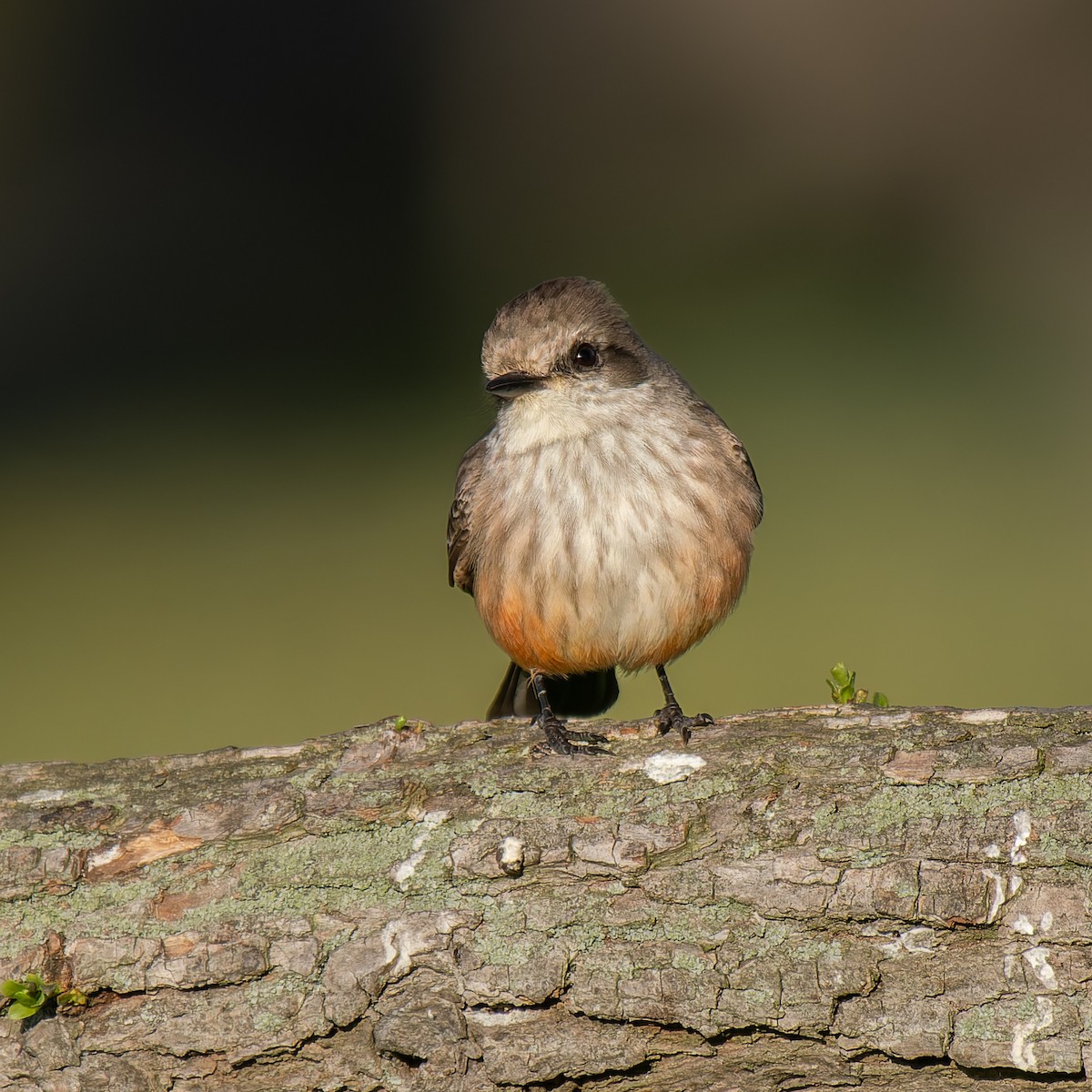 Vermilion Flycatcher - ML637847197