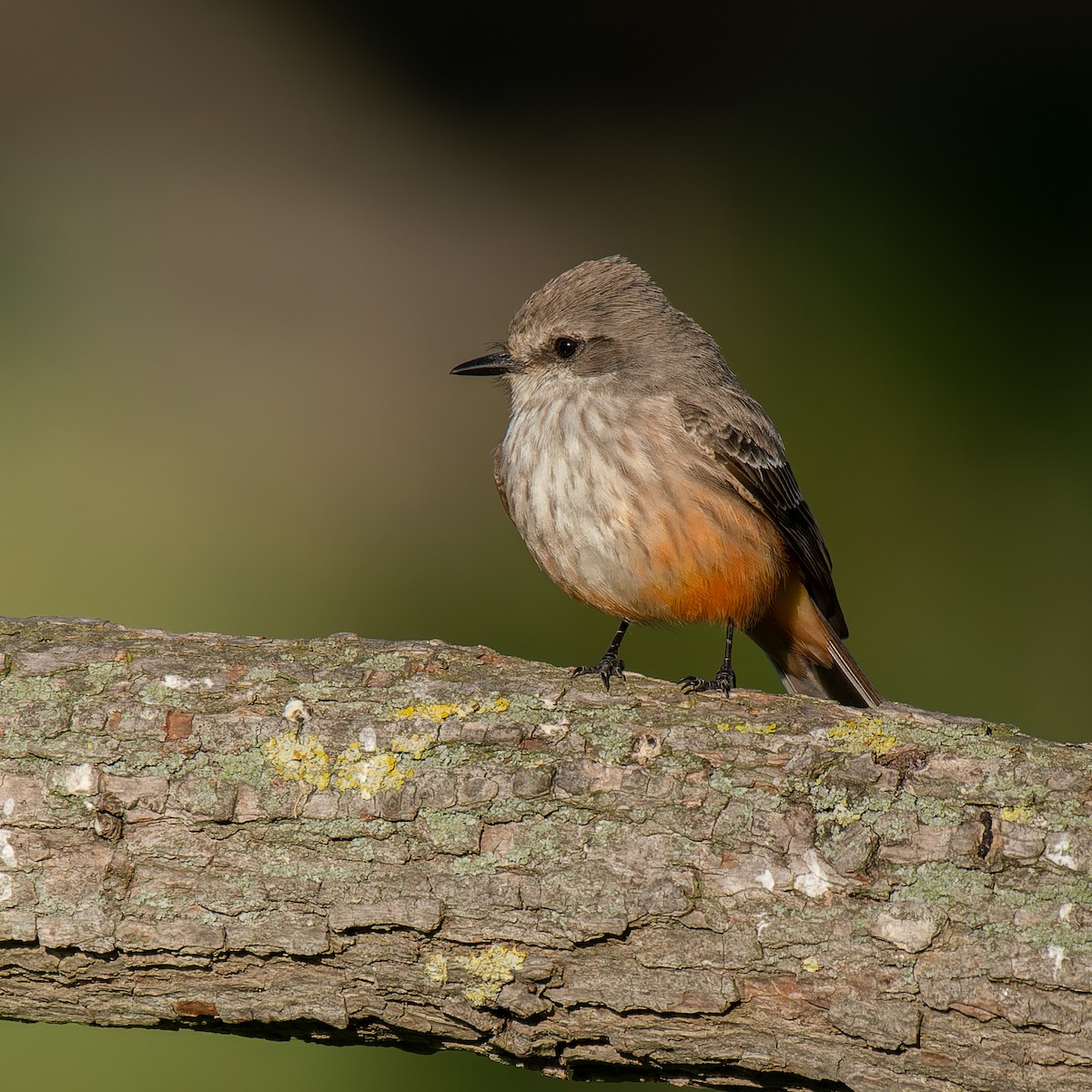Vermilion Flycatcher - ML637847198