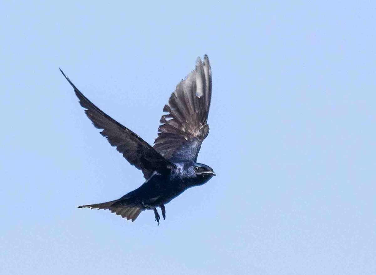 Purple Martin - ML637847202