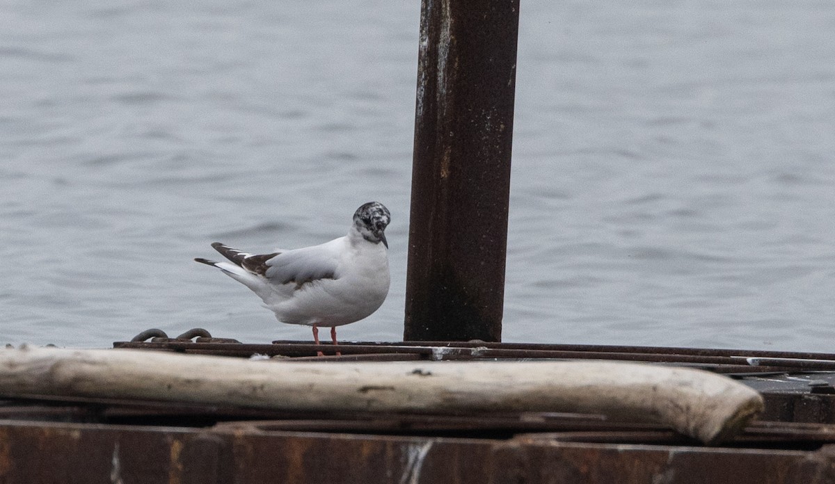 Little Gull - ML637847204