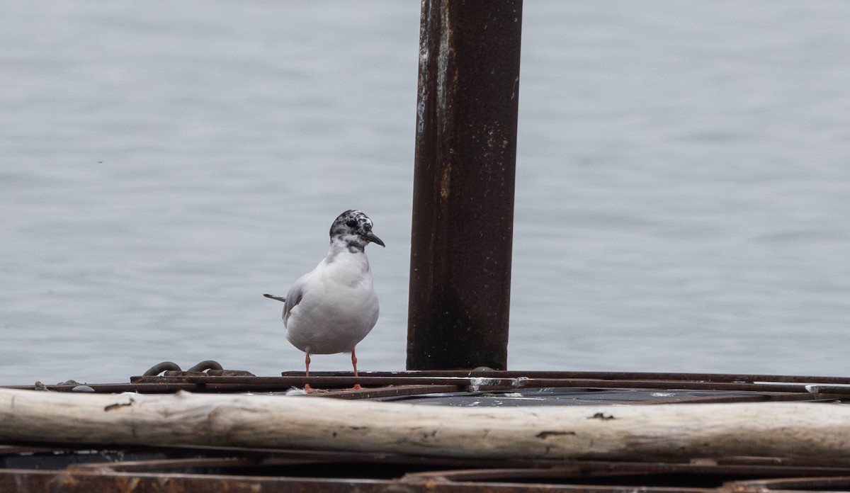 Little Gull - ML637847205