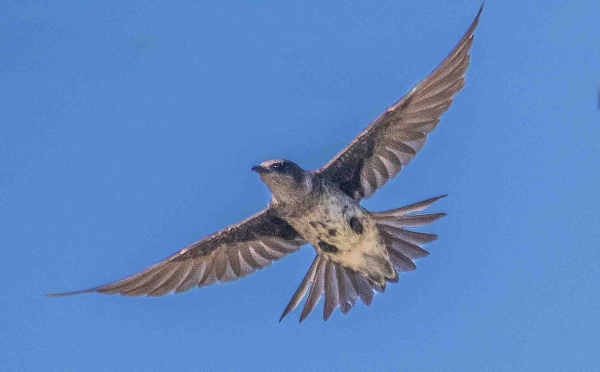Purple Martin - ML637847209