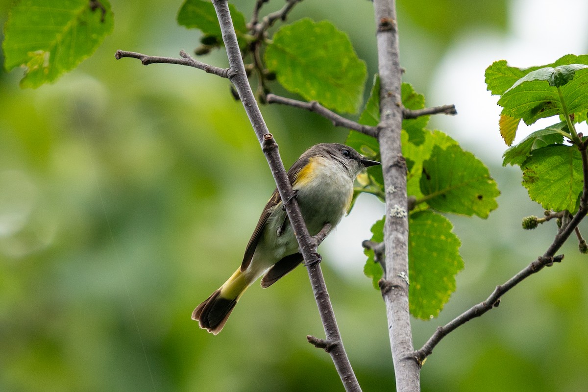 American Redstart - ML637847232