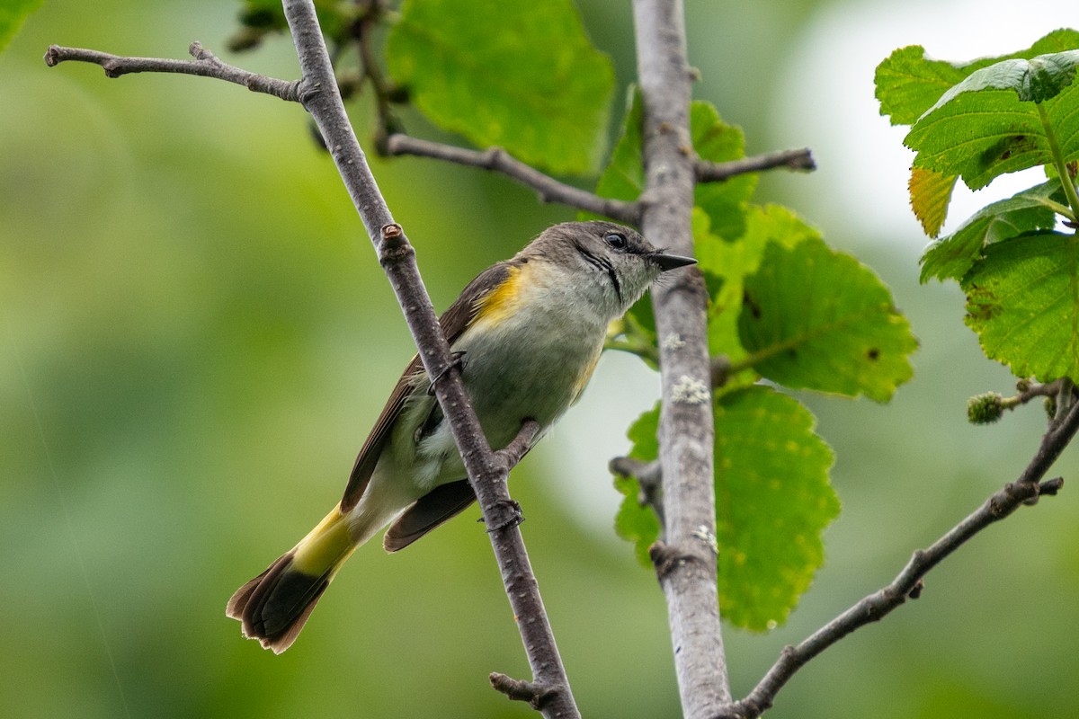 American Redstart - ML637847233