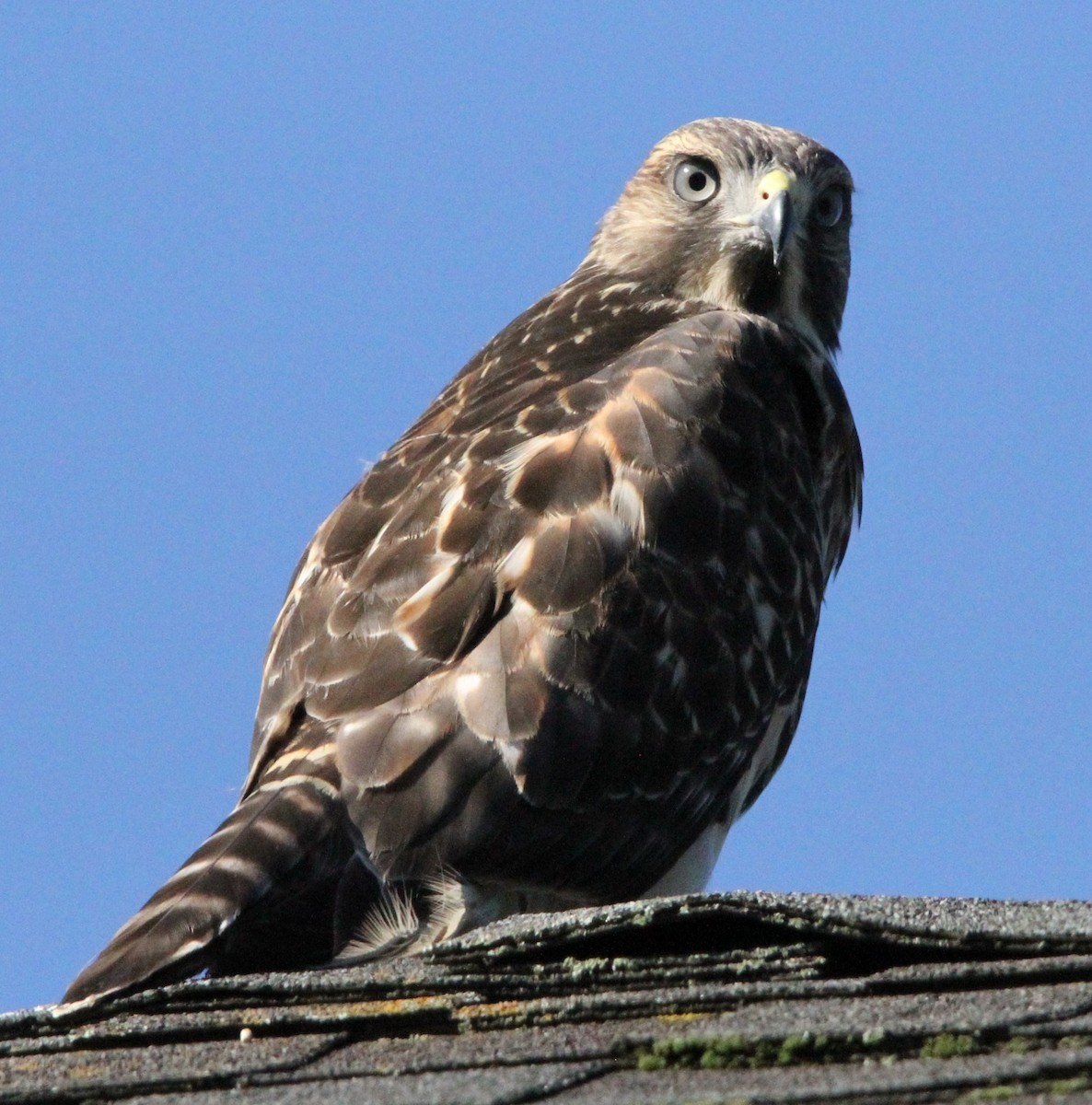 Red-shouldered Hawk - ML637847252