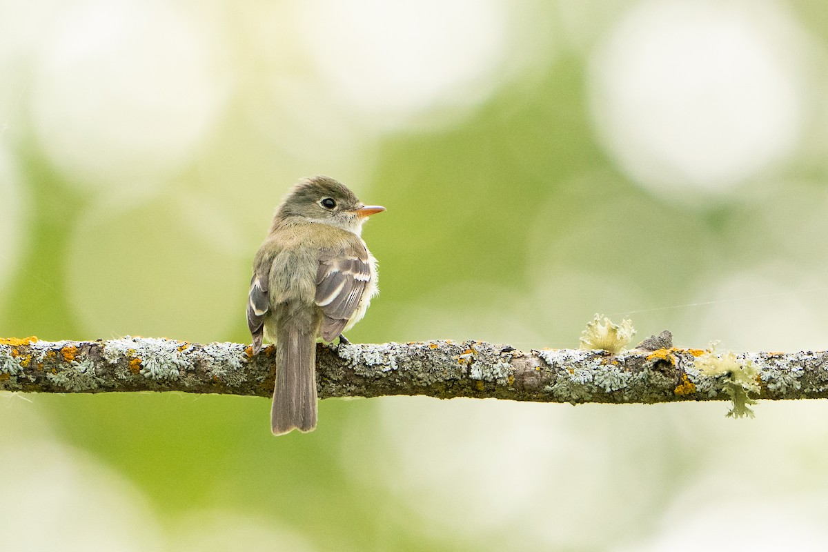 Least Flycatcher - ML637847282