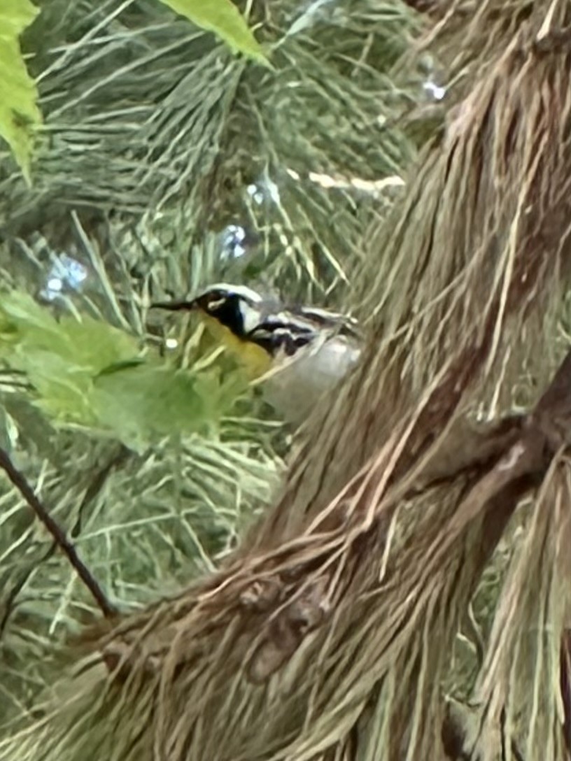 Yellow-throated Warbler - ML637847302
