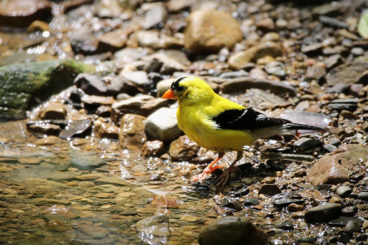 American Goldfinch - ML637847335