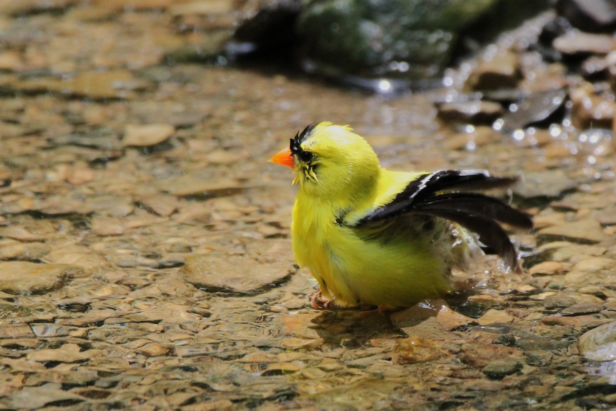 American Goldfinch - ML637847336