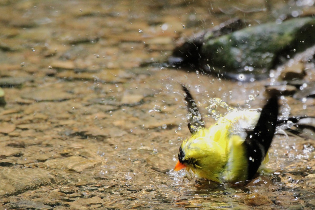 American Goldfinch - ML637847414