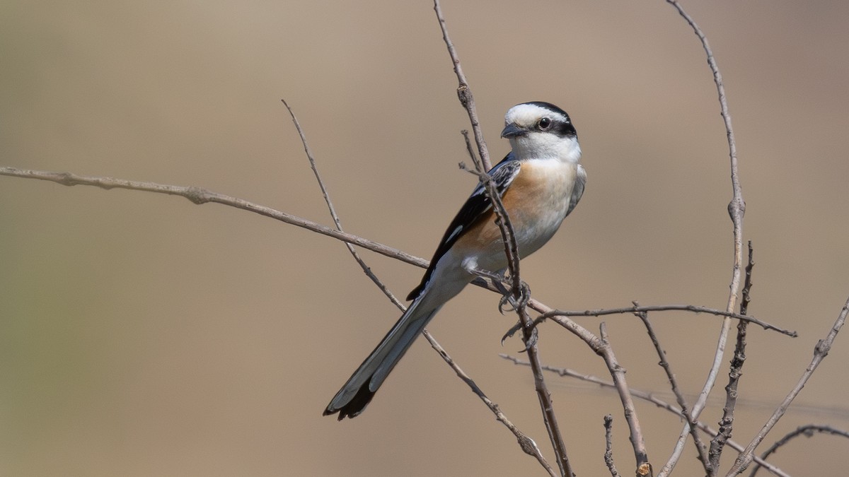 Masked Shrike - ML637847418