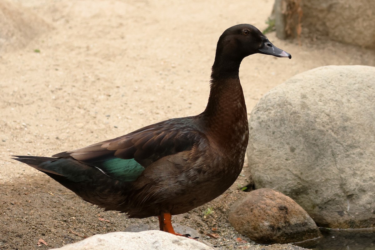 anatidé sp. (canard barboteur sp.) - ML637847451