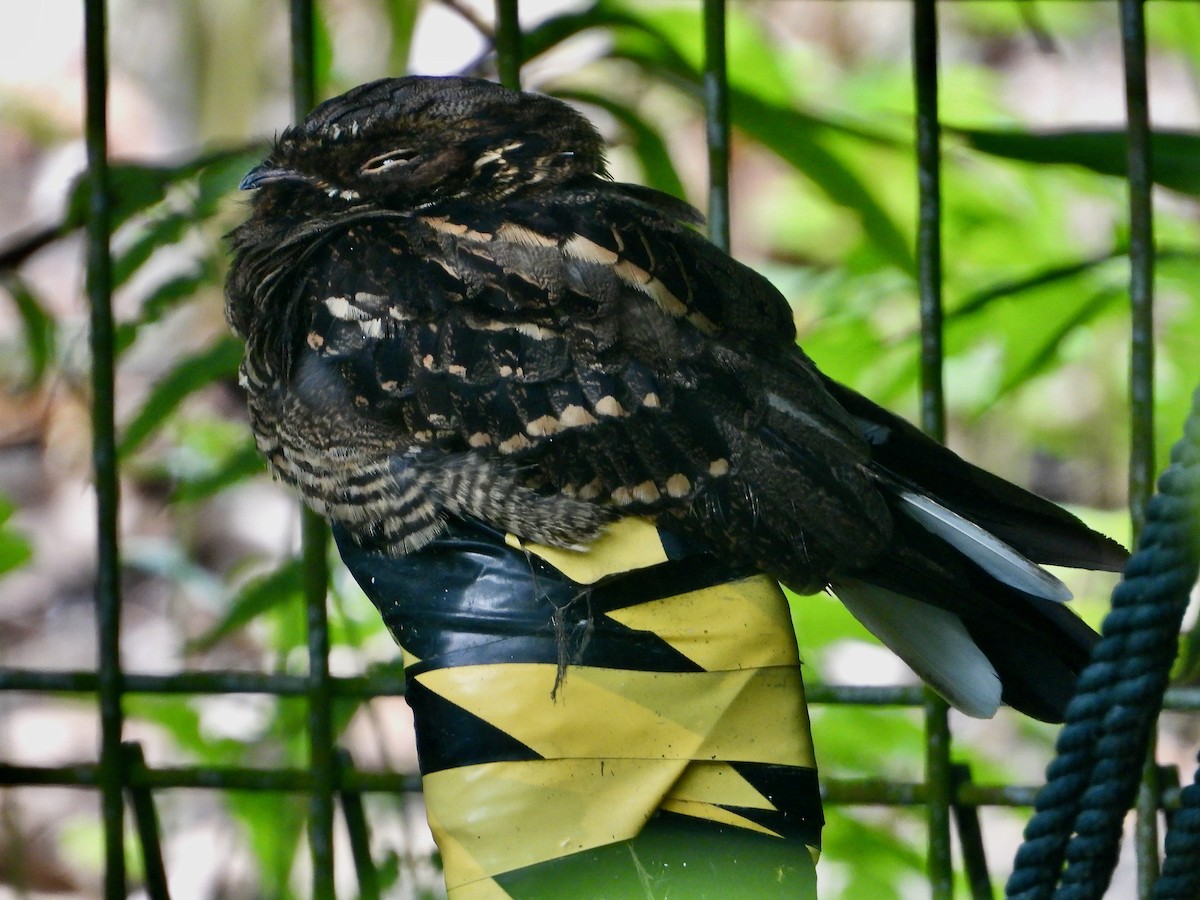 Large-tailed Nightjar - ML637847456