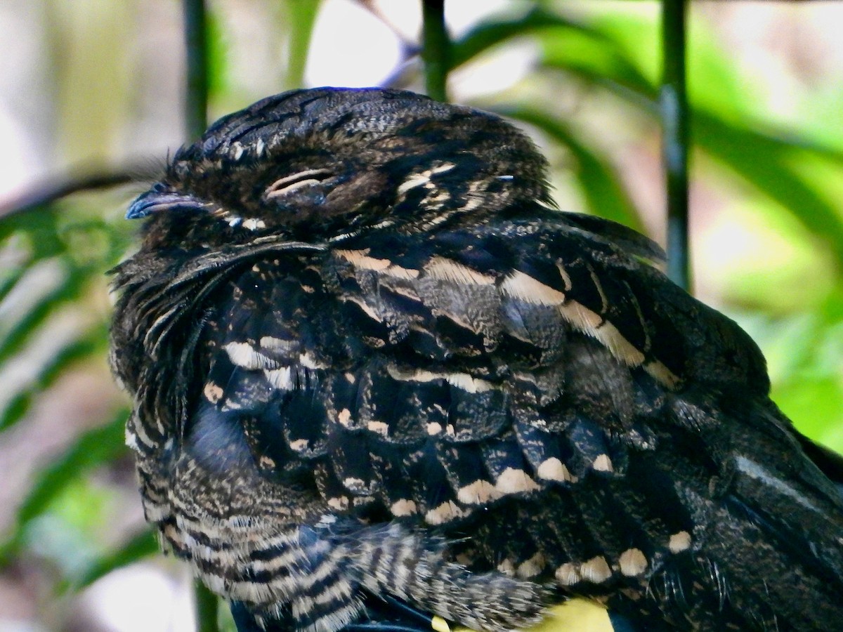 Large-tailed Nightjar - ML637847457