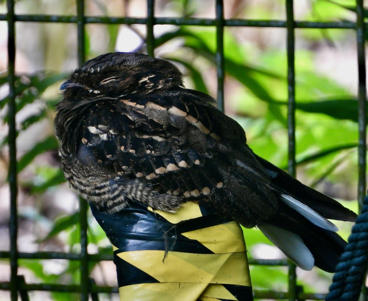 Large-tailed Nightjar - ML637847458