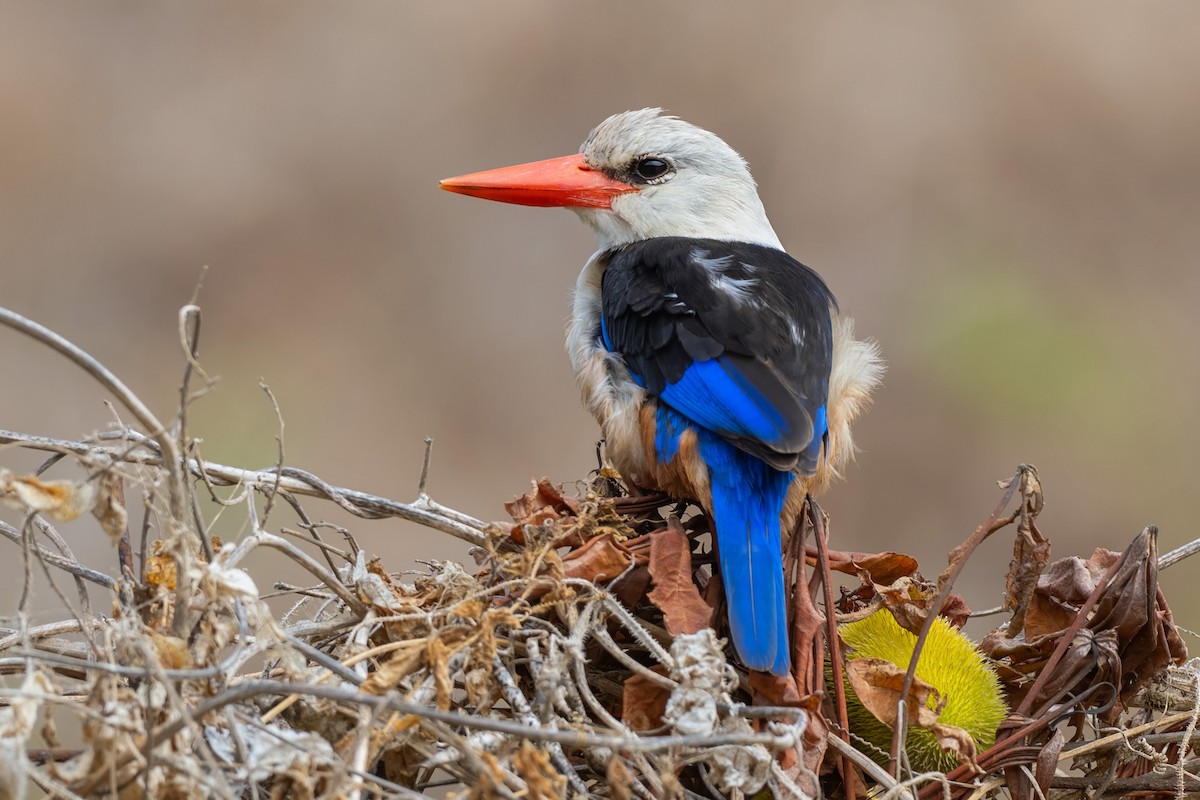 Gray-headed Kingfisher - ML637847472