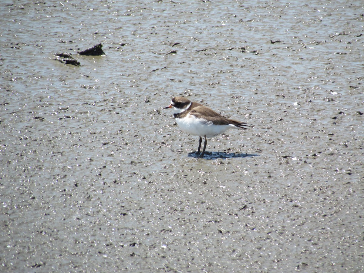 Semipalmated Plover - ML637847494
