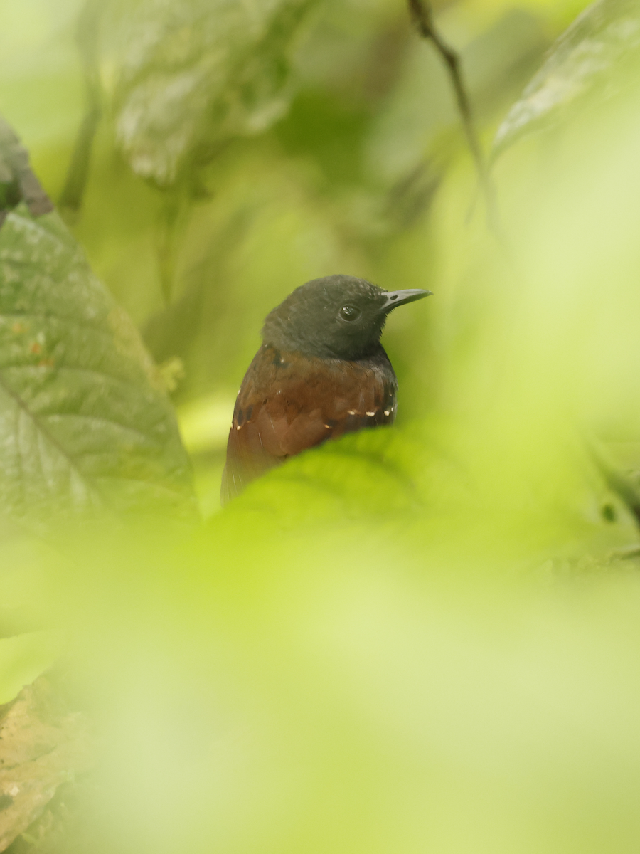 Zimmer's Antbird - ML637847496