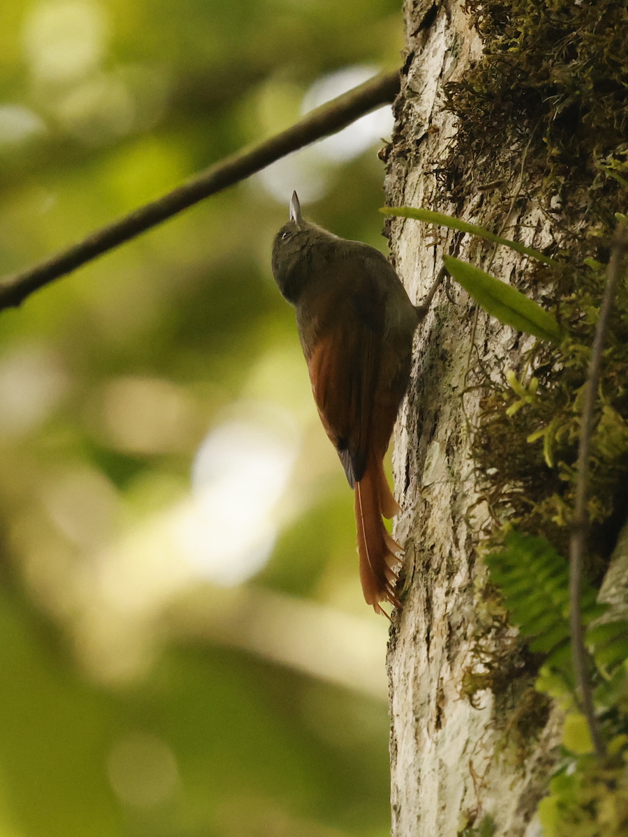Olivaceous Woodcreeper (Amazonian) - ML637847503